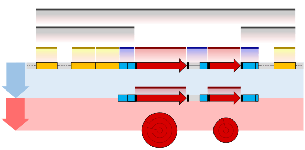 Prokaryote gene structure diagram