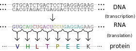 Flow of genetic information.