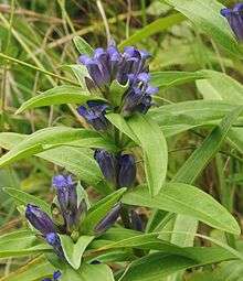 A blue flower