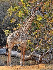 Rhodesian giraffe