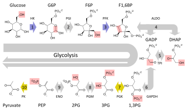 Schematic diagram of the glycolytic metabolic pathway starting with glucose and ending with pyruvate via several intermediate chemicals. Each step in the pathway is catalyzed by a unique enzyme.