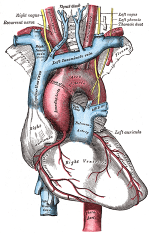 The vagus nerves and major blood vessels