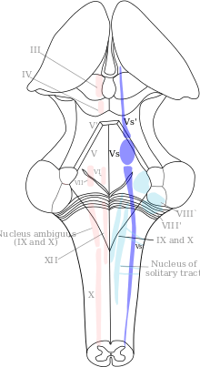 Diagram of the brainstem