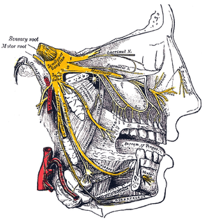 Facial anatomy from the side