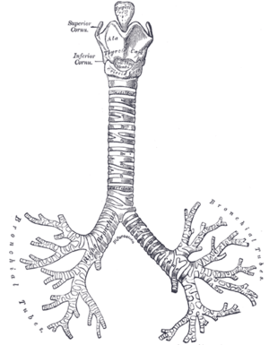 Bronchi