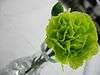 Green Carnation