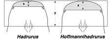 Distances between the lateral and median eyes and the anterior edge of the carapace in the genera Hadrurus and Hoffmannihadrurus.