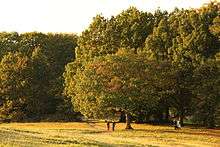 Hampstead Heath