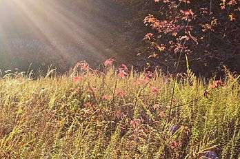 Herrontown Woods Arboretum meadow 01.JPG