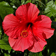 Hibiscus rosa-sinensis 'Brilliant' flower in private Austrian garden on 2014-09-20.png