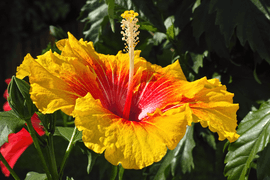 Hibiscus rosa-sinensis 'Rainbow Sherbet' flower in private Austrian garden on 2014-09-20.png