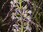 Inflorescence of Lizard Orchid, characteristic with its striped labellum and goat-like smell