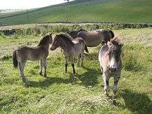 Four small grey ponies in a grassy field.