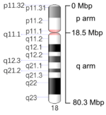 Map of Chromosome 18