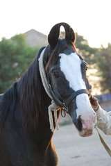 The head and neck of a dark brown horse. The horse's ears curve in toward each others, and the tips meet.