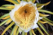 Photo of a flower with a large orange centre and delicate yellow stamen protruding. The centre is surrounded by white petals and a halo of green and yellow spikes.