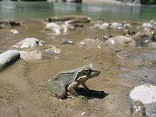 A small frog on the side of a river sitting on brown sand.