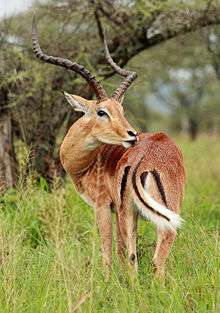 A grooming male at Serengeti National Park