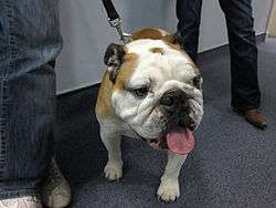 English Bulldog