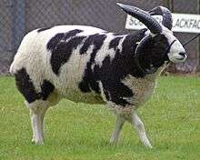 Color photograph of a Jacob sheep at the Royal Show in Stoneleigh Park, Warwickshire, England.