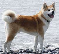 A large, orange dog on a beach, with small dark eyes and a fine appearance