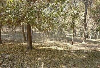 Jungle in chak110.jpg