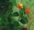 Lantana camara 4.jpg