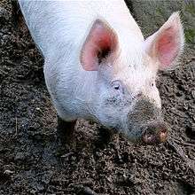 A Large White boar