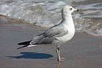 A mid-sized adult gull looks out over the waves.