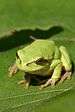 A green European tree frog