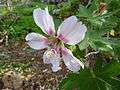 Lavatera acerifolia var. acerifolia (Jardín Botánico Canario Viera y Clavijo).jpg