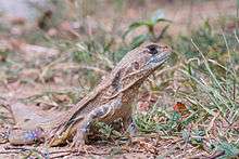 Leiolepis belliana, common butterfly lizard - Khao Sam Roi Yot National Park.jpg