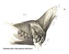 Muscles of the Horse Torso