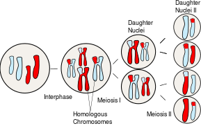  Sorting of homologous chromosomes during meiosis