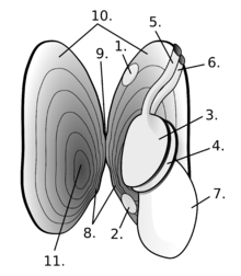 Freshwater pearl mussel anatomy