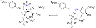 Arrow pushing mechanism for the reaction catalyzed by ATase.