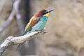 Merops apiaster - Tiergarten Schönbrunn.jpg