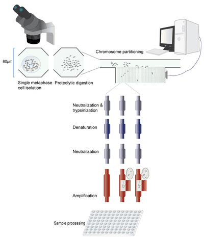 Microfluidic chromosome separation and amplification.