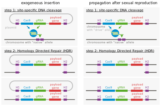 Molecular mechanism of gene drive.