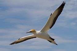 Australasian gannet in flight