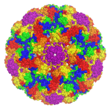 A rendered capsid image with the symmetry-related VP1 monomers shown in different colors and centered on a strict pentamer, producing a radial symmetry effect.