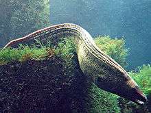 Photo of undulating moray on top of a coral colony