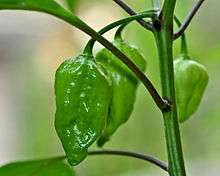 Unripe Naga Jolokia (Naga Chili) Chillies