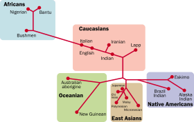 A map with five colored squares, depicting the genetic split between 18 different human groups of the world.