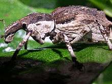 Ngaio Weevil on Stephens Island.