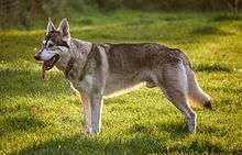 A Northern Inuit Dog