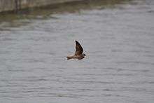 Northern Rough-winged Swallow (Stelgidopteryx serripennis) (13806434385).jpg