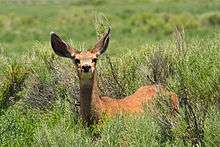 Mule deer sitting down