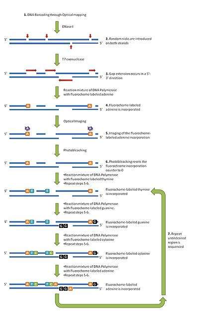 The optical sequencing cycle.