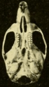 Skull, seen from below